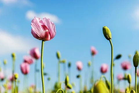 Low angle close up of delicate pink poppy flowers and unopened buds growing.. Stock Photos