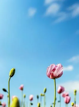 Low angle close up of delicate pink poppy flowers and unopened buds growing.. Фото