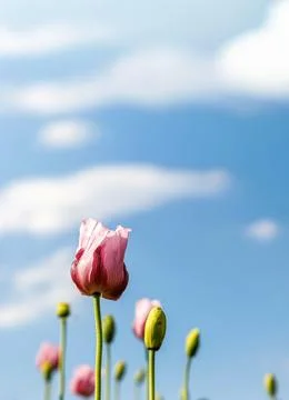 Low angle close up of delicate pink poppy flowers and unopened buds growing.. Stock Photos