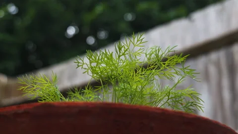 Low Angle Close-Up Dill Plant in Pot in Sunny Garden Stock-Footage 337564080