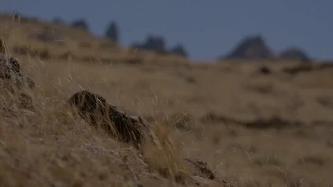 Low-angle close-up of dry ichu grass and rocks along a windy mountain slope in Видео 346972252