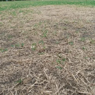 Low angle close up of dry lawn showing dead brown grass and green shoots Fotos de archivo