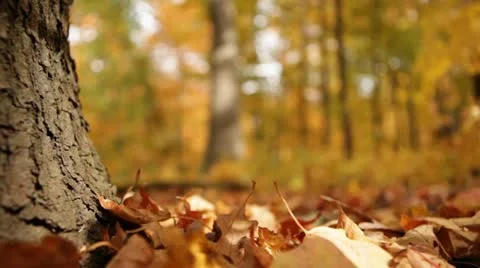 Low angle close-up of fall leaves and base of tree Stock Footage 12246452