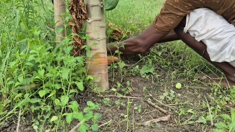 Low Angle Close Up Of Farmer Clearing Weeds Around Base Of Papaya Tree Trunk Stock Footage 341907990