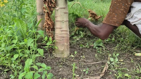 ​Low Angle Close Up Of Farmer Clearing Weeds Around Base Of Papaya Tree Trunk Stock Footage 341907995