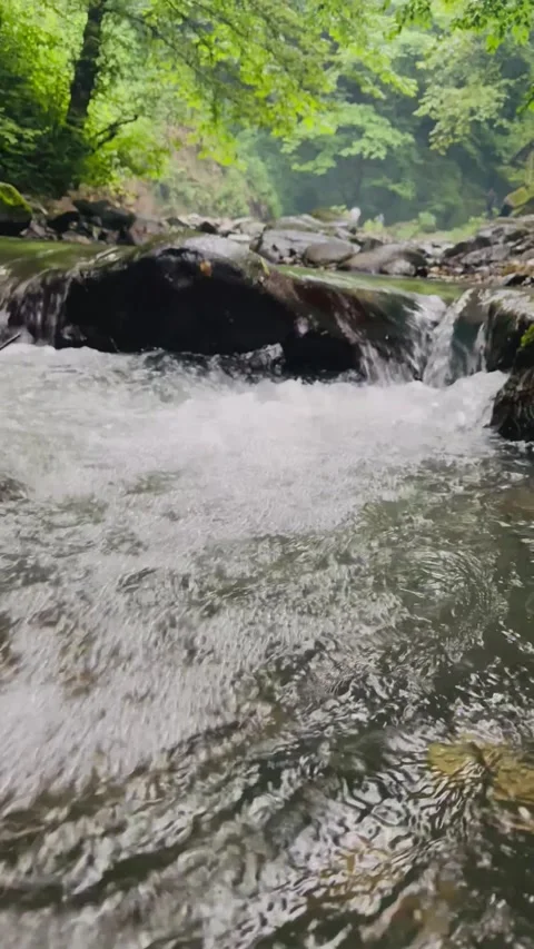 Low-angle close-up of a flowing mountain stream in a lush green forest, Vídeos de archivo 336849234