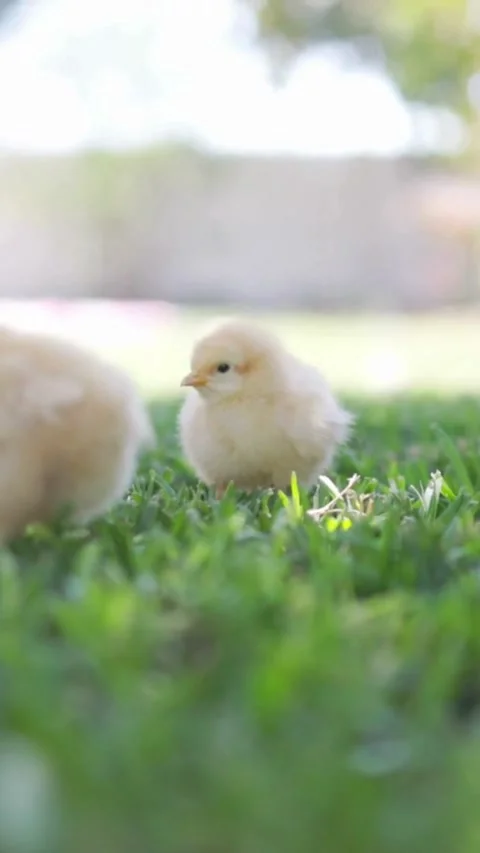Low angle close up of fluffy yellow baby chicks 스톡 동영상 333159027