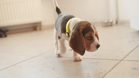 Low angle close-up footage of a pretty little beagle god looking on camera Stock Footage 112749983