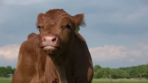 Low angle close up footage of young and cute calf 4k Stock Footage 84741752