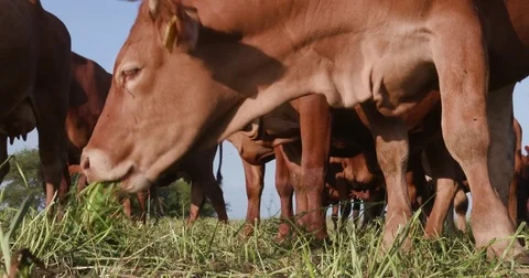 Low angle close up of free range cattle grazing green grass Stock Footage 78193890