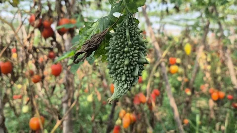 Low Angle Close Up Of Fresh Bitter Gourd Hanging With Tomato Farm Background Stock Footage 340113730