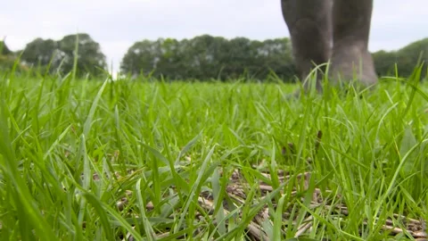 Low angle close up of grass and wellies Stock Footage 247775239
