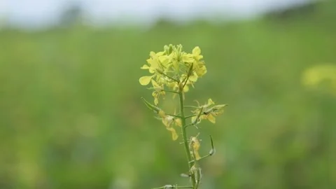 Low angle close up of grass and rapeseed flowers Stock Footage 247775391
