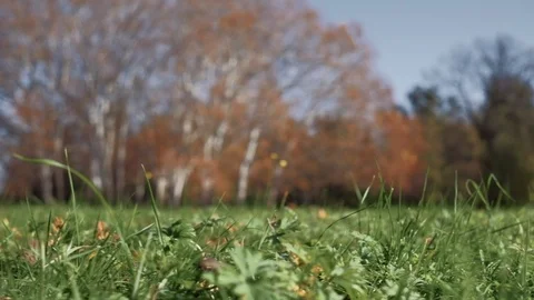 Low angle close up of grass at a park with plane trees defocused in a background Stock Footage 119402049