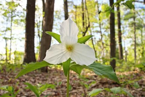 Low Angle Close Up of A Great White Trillium in the Woods in Spring in Ontario Stock Photos