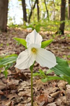 Low Angle Close Up of A Great White Trillium in the Woods in Spring in Ontario Stock Photos