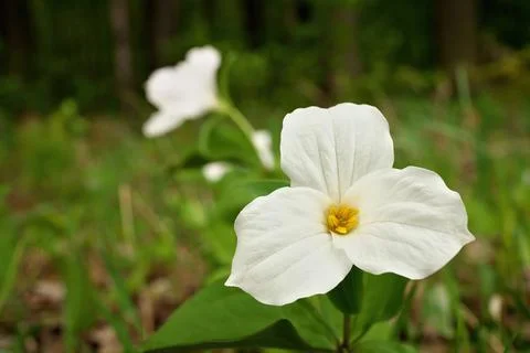 Low Angle Close Up of A Great White Trillium in the Woods in Spring in Ontario Stock Photos