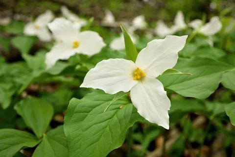 Low Angle Close Up of A Great White Trillium Patch in the Woods in Spring in Stock Photos
