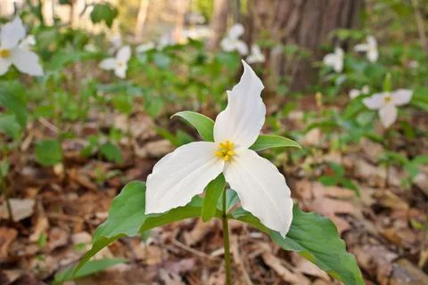 Low Angle Close Up of A Great White Trillium Patch in the Woods in Spring in Stock Photos