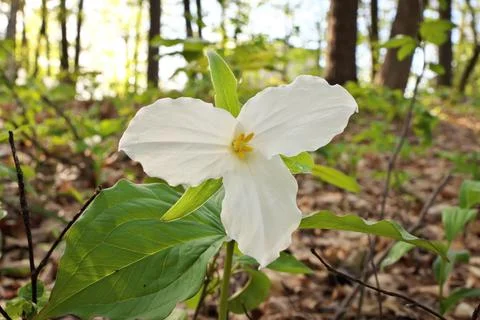 Low Angle Close Up of A Great White Trillium in the Woods in Spring in Ontario Stock Photos