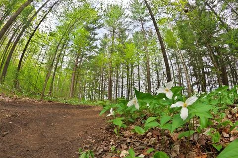 Low Angle Close Up of A Great White Trillium Patch in the Woods Along a Forest Stock Photos
