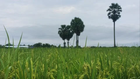 Low Angle Close Up Green Rice Blades With Sugar Palm Trees Background 4K Stock Footage 346172232