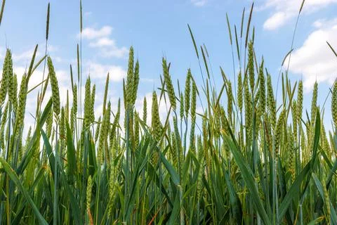 Low angle close up of green wheat heads and tall stalks growing in an agric.. Stock Photos