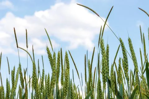 Low angle close up of green wheat heads and tall stalks growing in an agric.. Фото