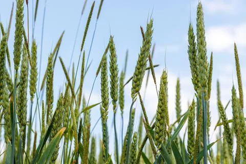 Low angle close up of green wheat heads and tall stalks growing in an agric.. Stock Photos
