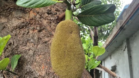 Low Angle Close Up Of Growing Green Jackfruit Hanging On Tree Trunk Stock Footage 340113778