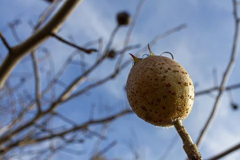 Low angle close up image of a medlar fruit (Mespilus germanica) on a branch a Stock Photos