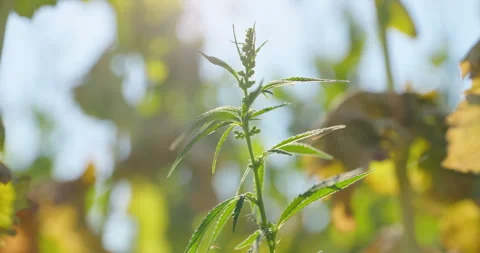 Low angle close up of industrial hemp stem with sun lens flare, 8K Stock Footage 339245231