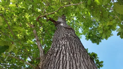 Low Angle Close Up Looking Up the Trunk of a Tall Mature Tree 스톡 동영상 342156215
