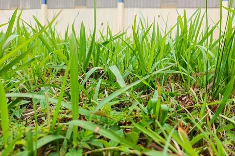 Low Angle Close up Lush Green Grass Blades Outdoor Scenery Stock-Fotos