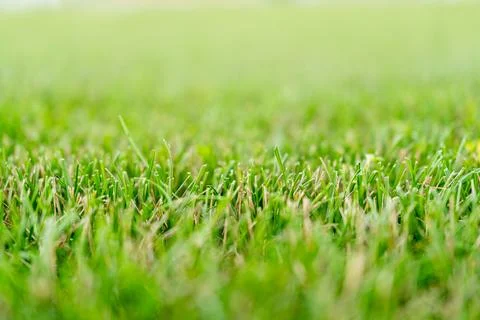 Low angle close-up of lush green grass blades with soft blurred background... Stock Photos
