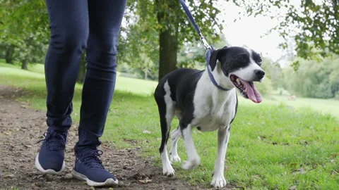 Low angle close up of man walking pet dog on leash in public park Stock Footage 140596195