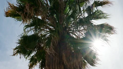 Low angle close up of a palm tree with sunlight shining through the leaves, Stock Footage 339755265
