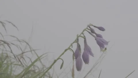 Low Angle Close-up of Purple Lysimachia Stock-Footage 343663734
