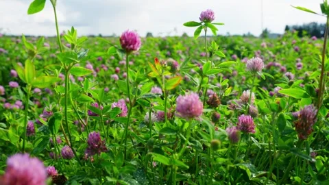 Low-angle close-up of red clover flowers blooming in a green field, with pink 動画素材 344009660