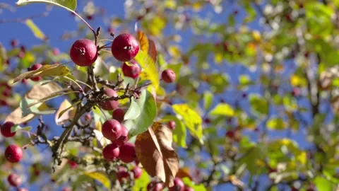 Low-angle close-up of red crabapples on branches against blue sky with shallow d Stock Footage 345676325
