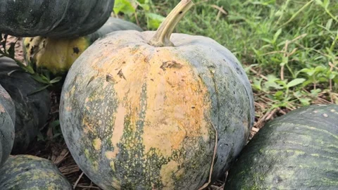 Low Angle Close Up Of Ripening Yellow Patch Pumpkin In Harvested Pile Stock Footage 340113765