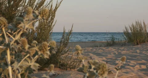 Low angle close-up of sea holly dunes. Island beach evening. Stock-Footage 142840967