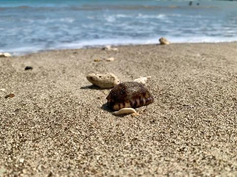 Low-Angle Close-Up of Seashell on Sandy Shore at Tanjung Lesung Beach Stock Photos