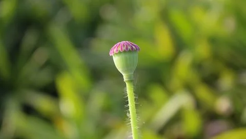 Low angle close-up shot of a beautiful flower bud and blurred green background. Stock Photos