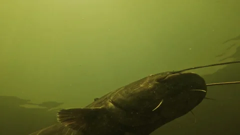 Low angle, close-up shot from beneath the surface of a giant catfish Stock Footage 274036588