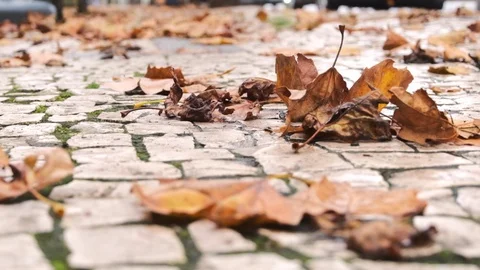 Low angle close up shot of brown autumn leaves in Portugal Stock Footage 118971375