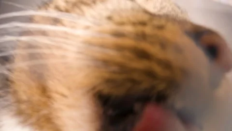 Low angle close up shot of a cat licking milk Video stock 298540953