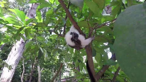 Low angle close up shot of curious Cotton Top Tamarin looking at the camera Stock Footage 153324461