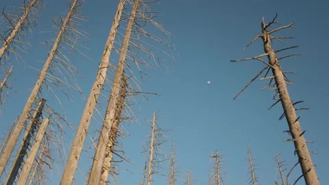 Low angle close up shot of dead tree forest destroyed from bark beetle Vídeo Stock 172256680