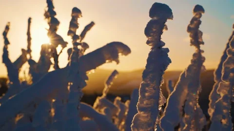 Low angle, close up shot of frozen bushes covered in snow during beautiful Vídeos de archivo 229927132